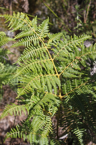 Pteridium aquilinum