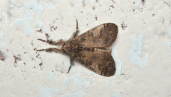 Dasychira vagans
