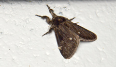 Dasychira grisefacta