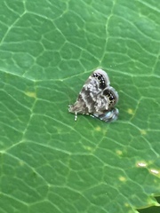 Brenthia pileae