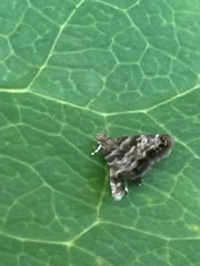 Brenthia pileae