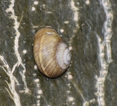 Coryda alauda strobilus