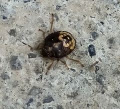 Pentatominae