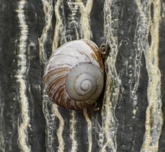 Coryda alauda strobilus