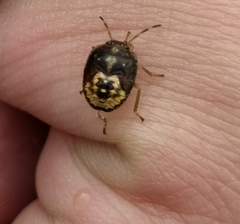 Pentatominae