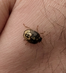 Pentatominae