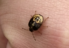 Pentatominae
