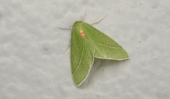 Chlorosea banksaria