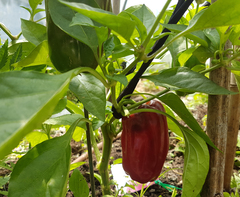 Capsicum annuum annuum