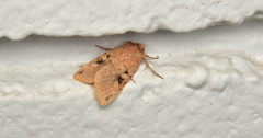 Diarsia esurialis