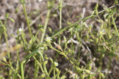 Cerastium capense