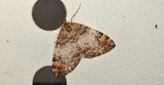 Dysstroma sobria