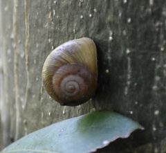 Coryda alauda strobilus
