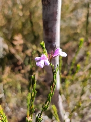 Hemigenia purpurea