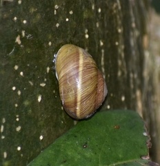 Coryda alauda strobilus