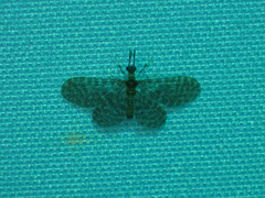 Nallachius americanus