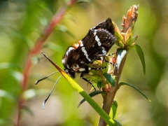 Hecatesia fenestrata