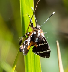 Hecatesia fenestrata