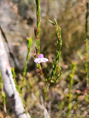 Hemigenia purpurea