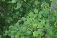 Viburnum dentatum