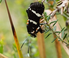 Hecatesia fenestrata