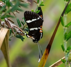 Hecatesia fenestrata