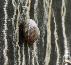 Coryda alauda strobilus