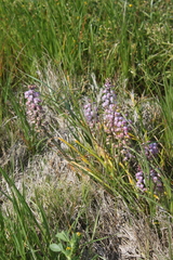 Lachenalia youngii