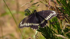 Battus polydamas psittacus