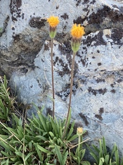 Raillardella scaposa