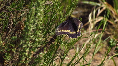Battus polydamas psittacus