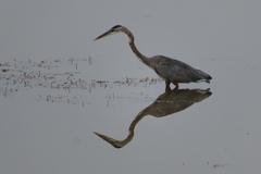Ardea herodias