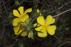 Hibbertia subvillosa