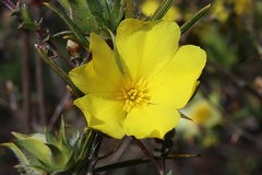 Hibbertia subvillosa