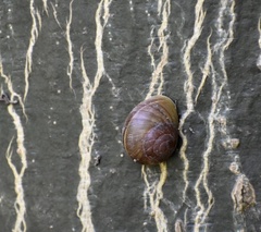 Coryda alauda strobilus