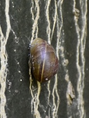 Coryda alauda strobilus