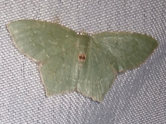 Chloropteryx tepperaria