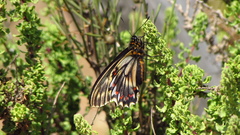 Battus polydamas psittacus