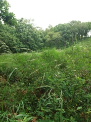 Achnatherum pekinense