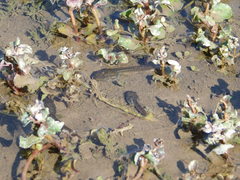 Pseudacris hypochondriaca