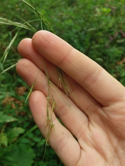 Achnatherum pekinense