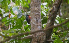 Melanerpes portoricensis