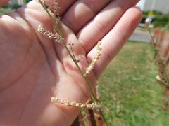 Echinochloa crus-galli