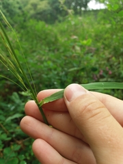 Achnatherum pekinense