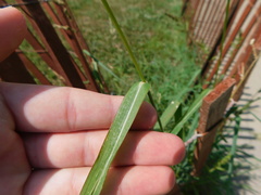 Echinochloa crus-galli