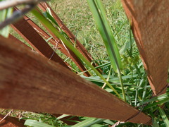 Echinochloa crus-galli