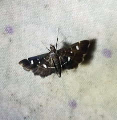 Diathrausta reconditalis