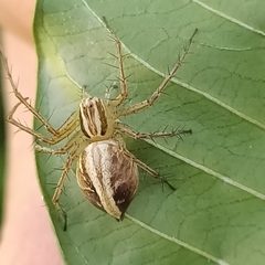 Oxyopes elegans