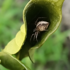 Oxyopes elegans