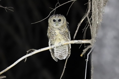 Strix occidentalis lucida